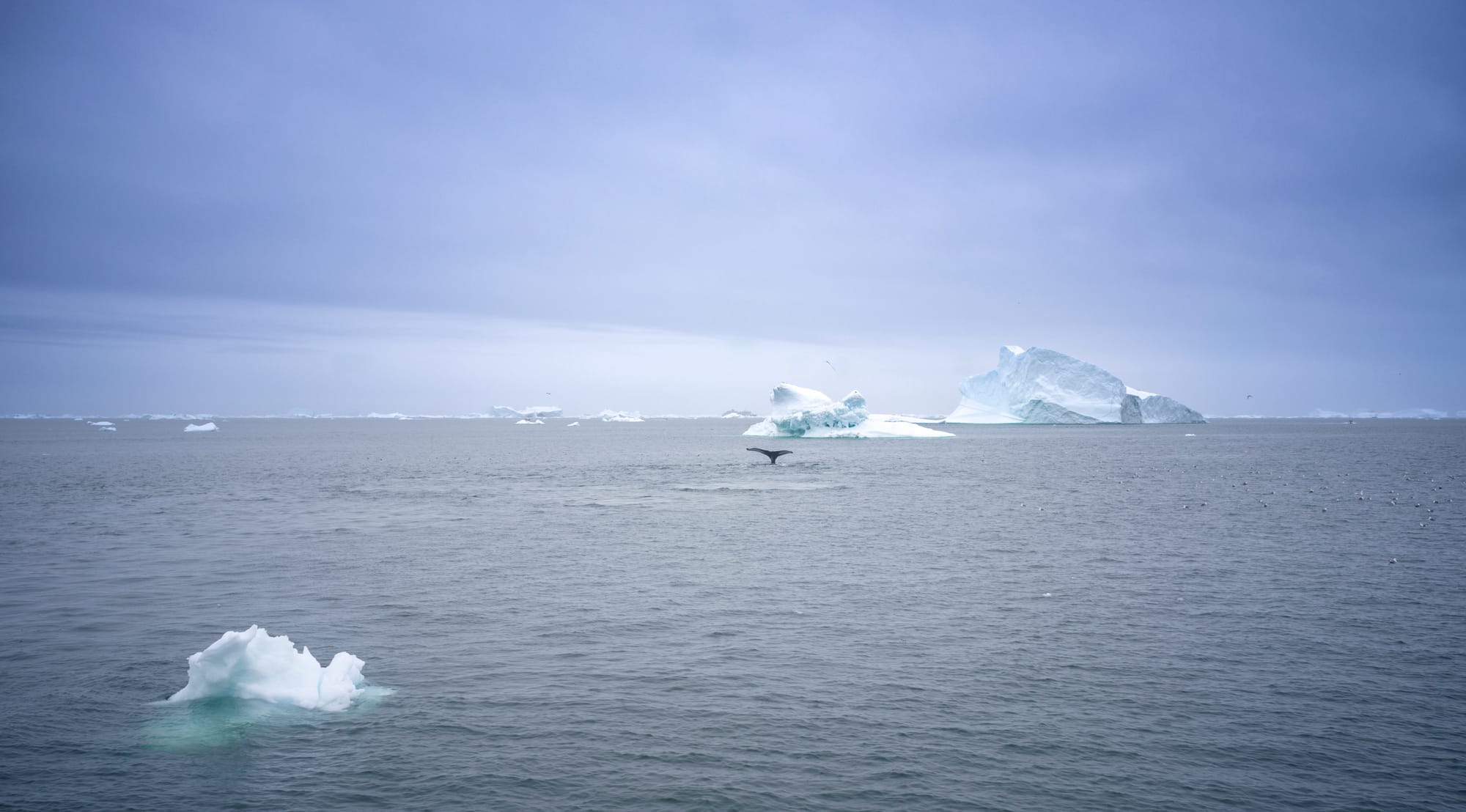 Greenland / Summer 2025