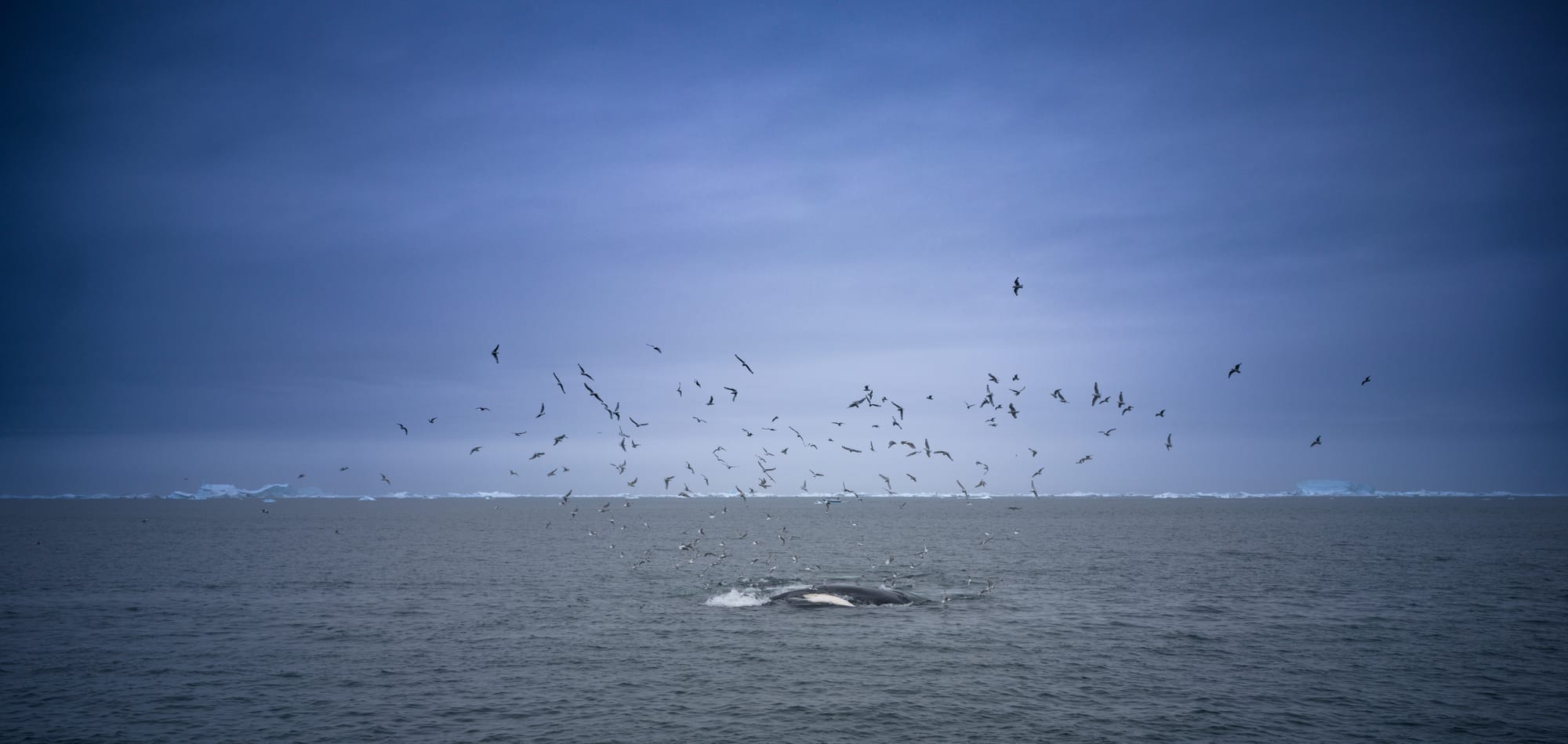 Greenland / Summer 2025