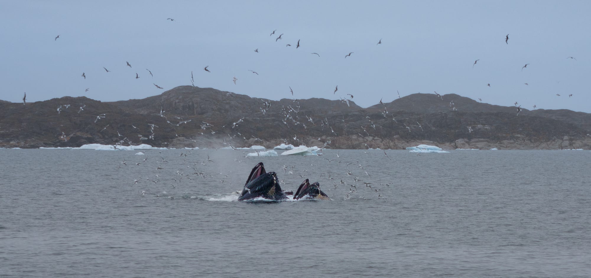 Greenland / Summer 2025