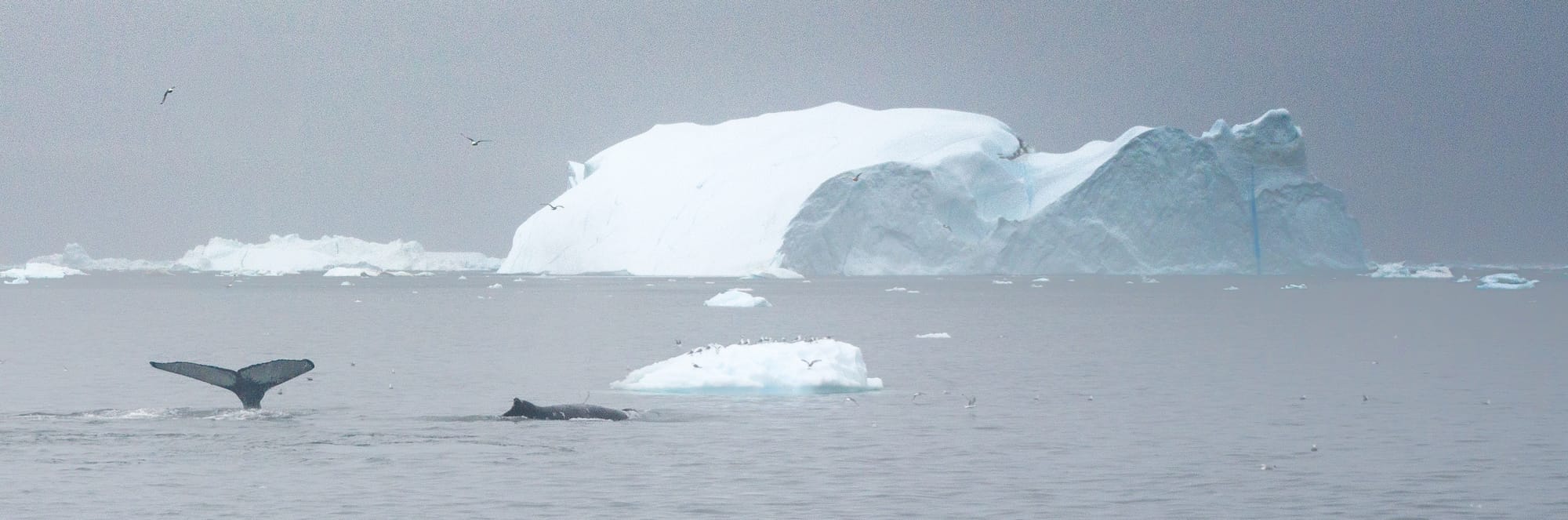 Greenland / Summer 2025