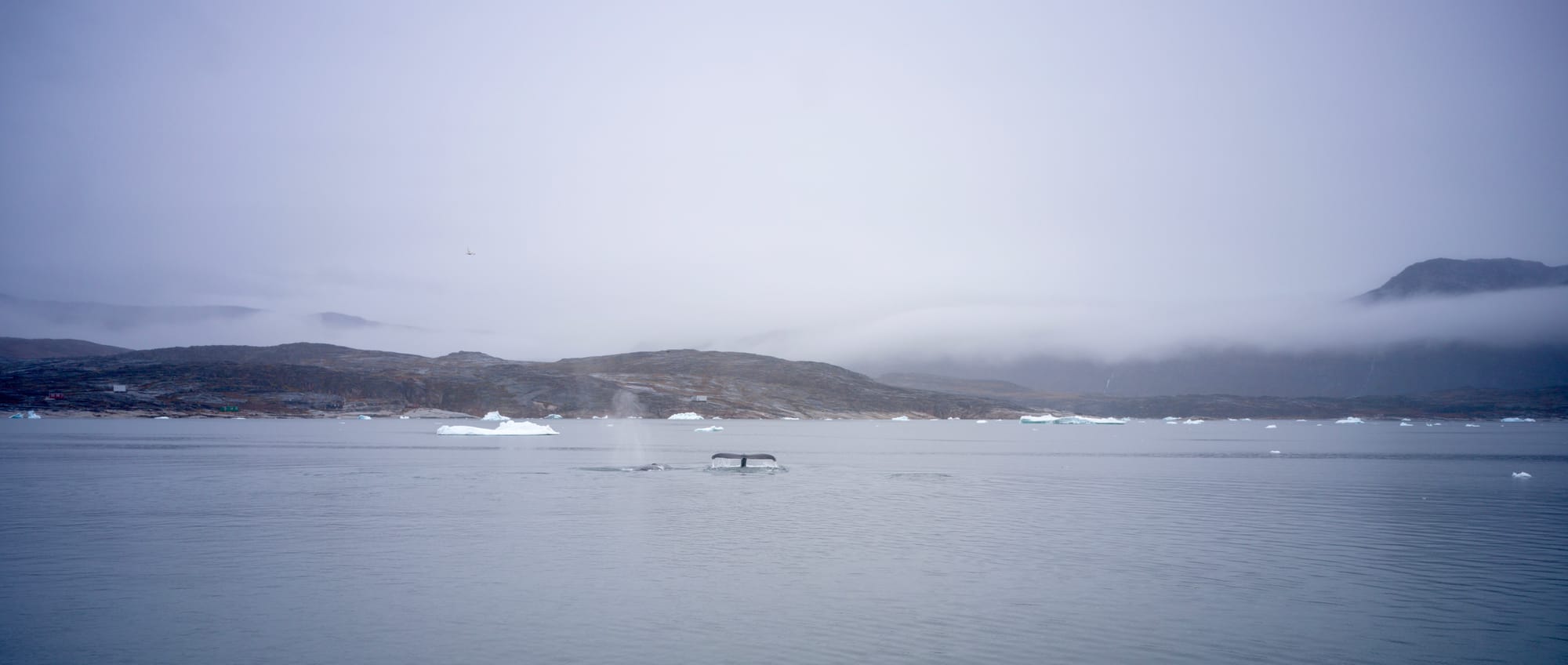 Greenland / Summer 2025