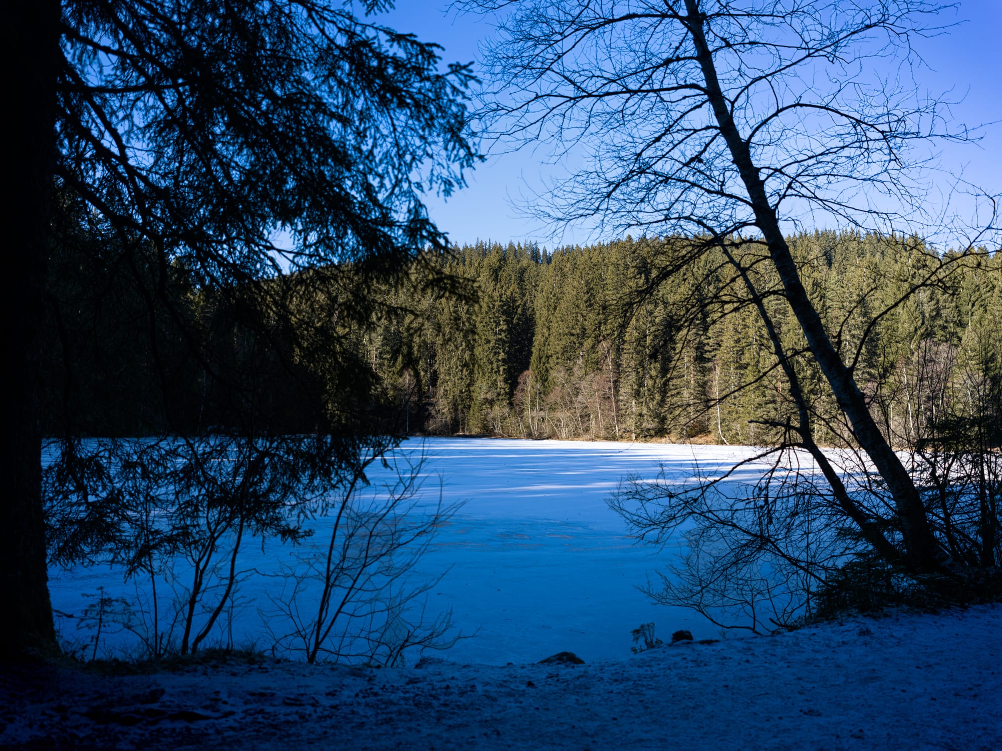 Frozen lake within the forest
