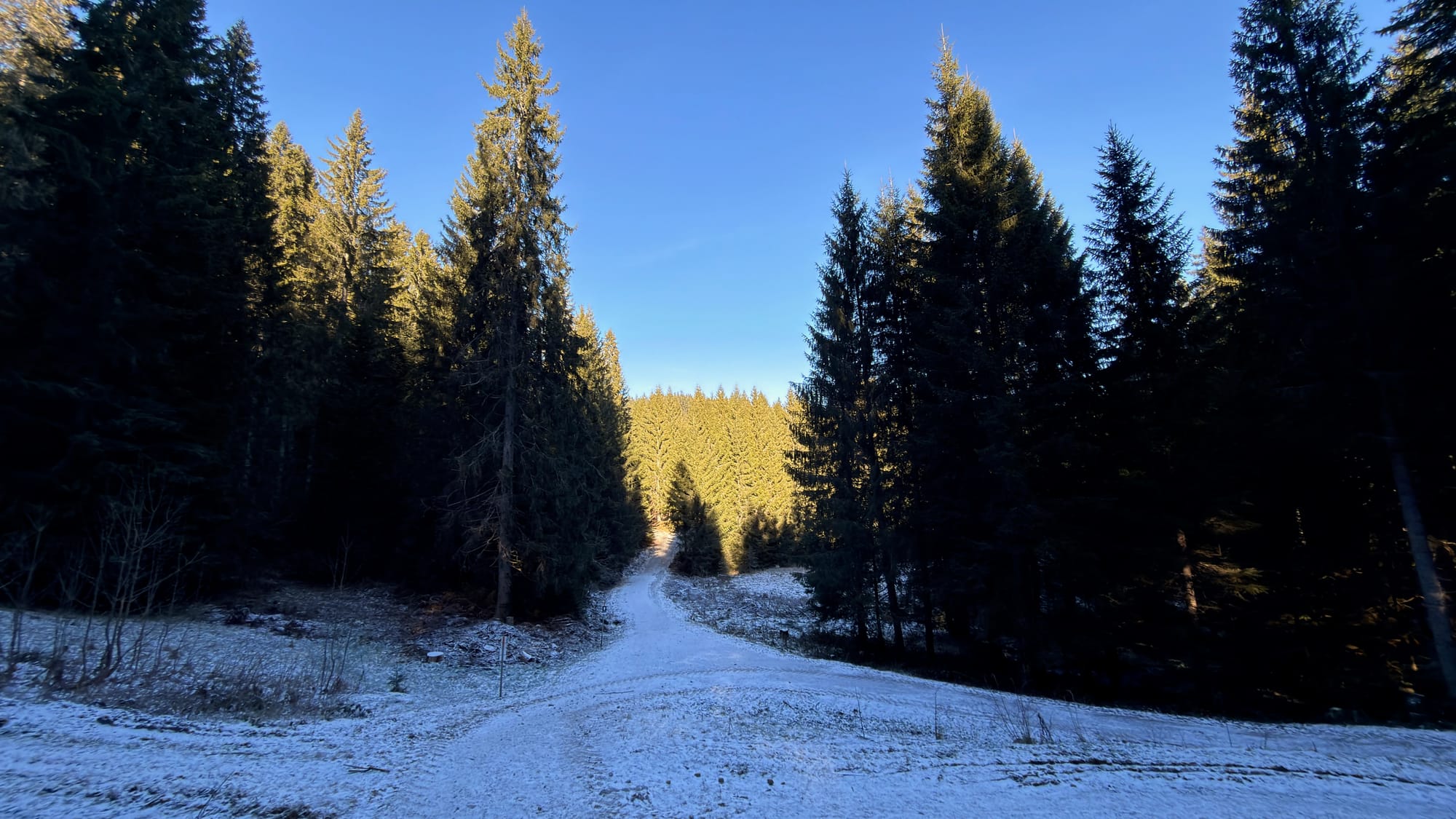 Snow on the forest route