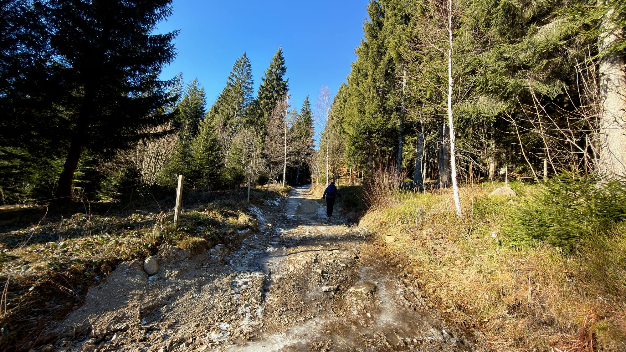 Walking the forest trail