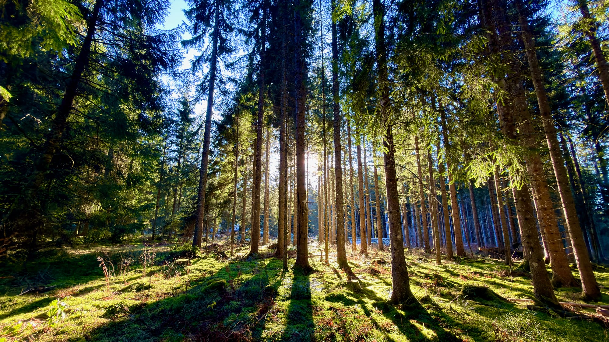Winter sun through the forest