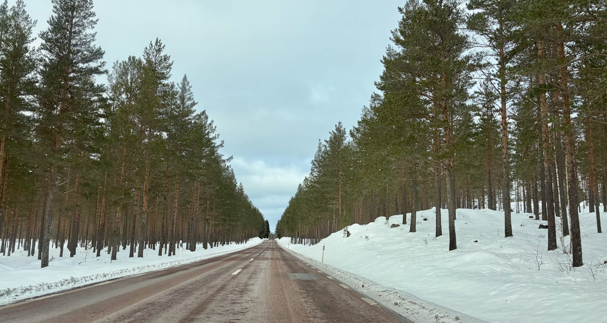 Endless Swedish forests