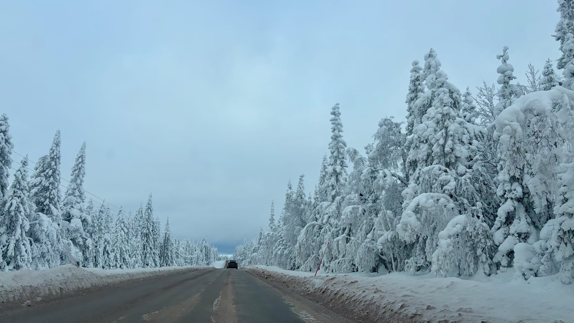 Snow covered trees
