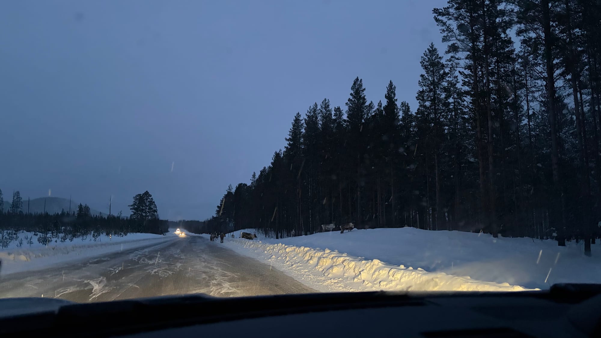 Reindeer on the road