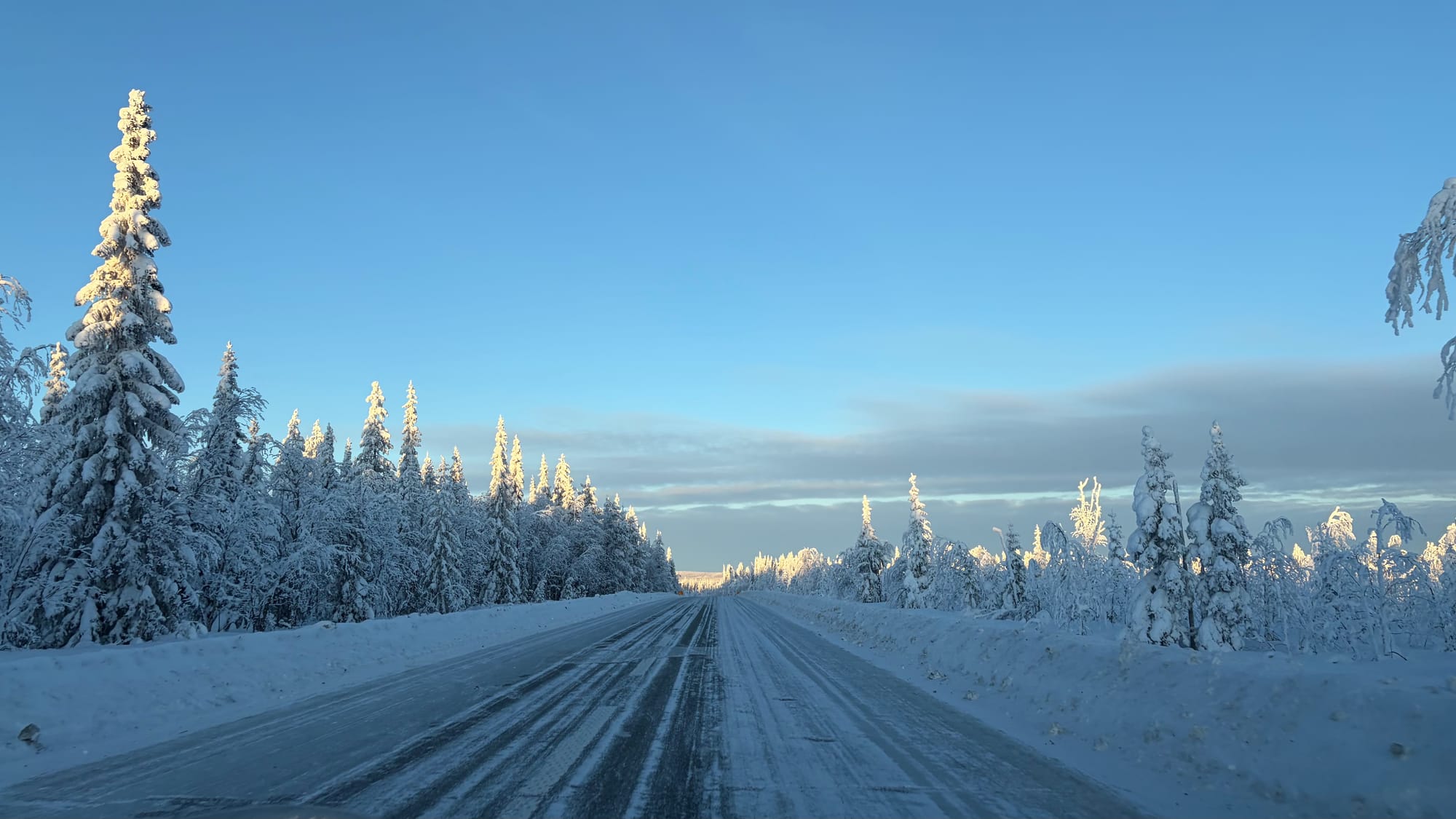Heavy snow on the trees lining the road