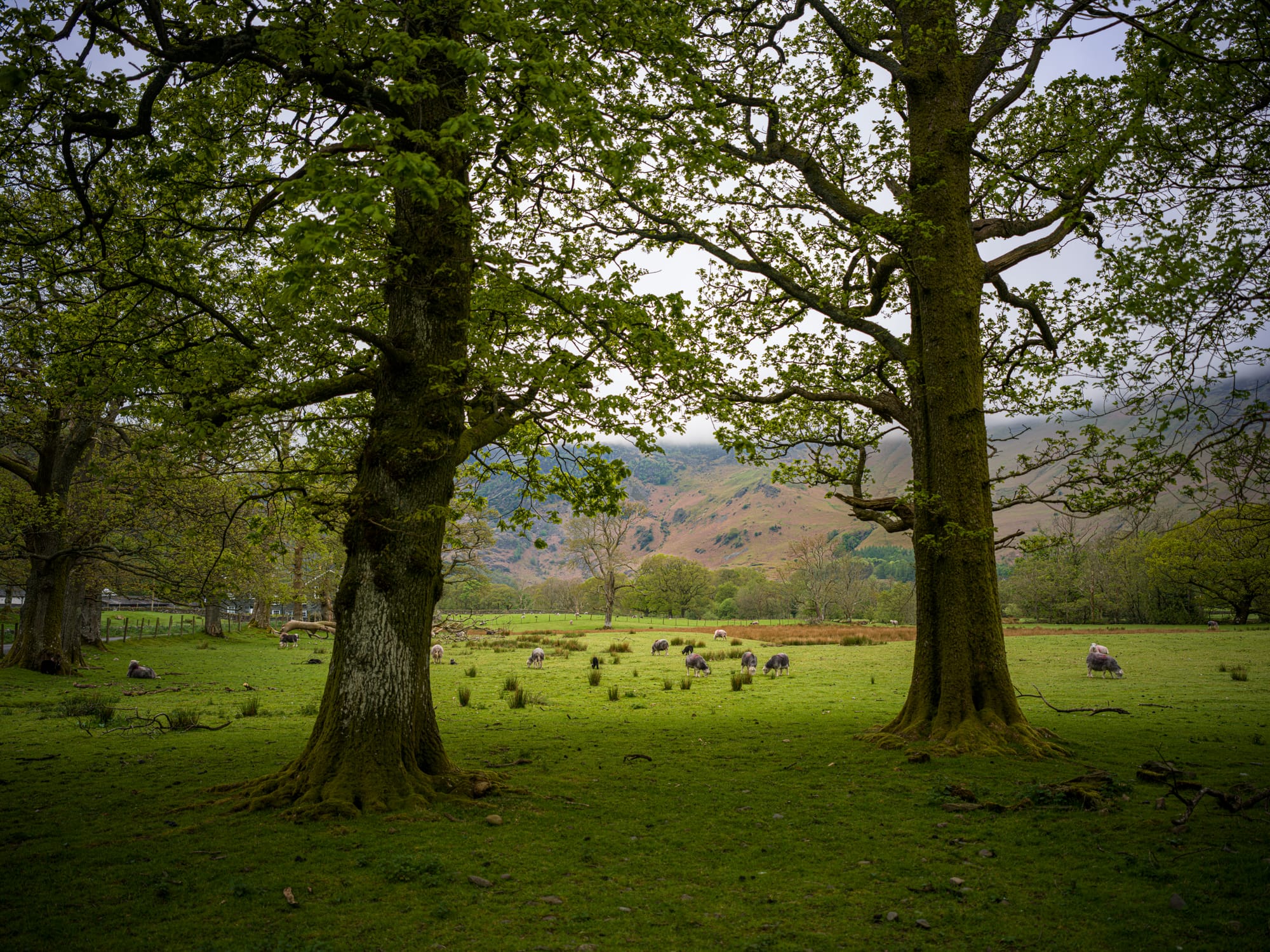 Walking among the sheep