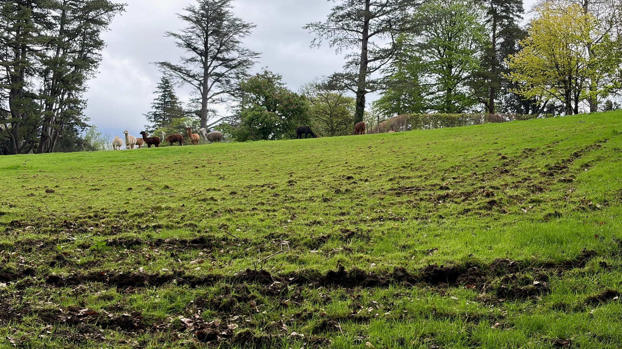 Lama farm