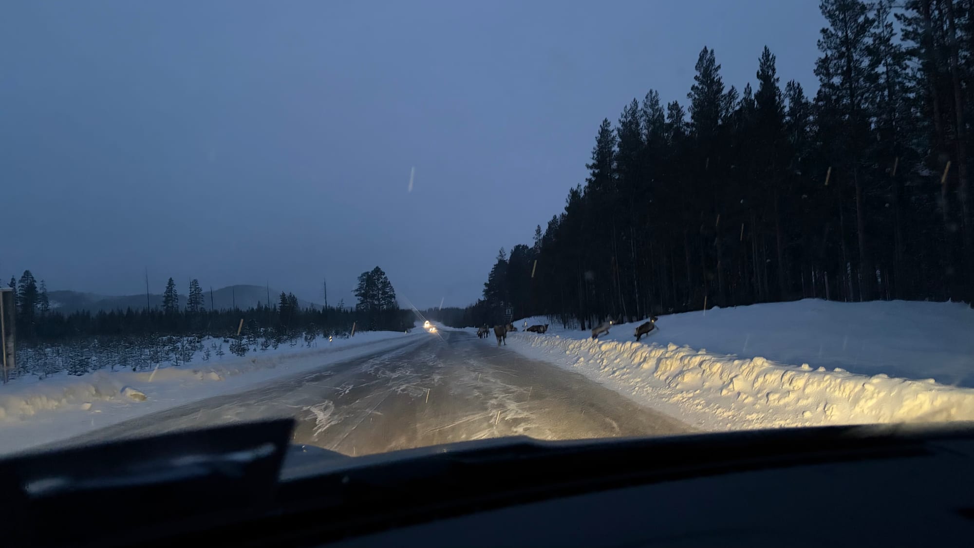 Reindeer ahead in the Swedish arctic