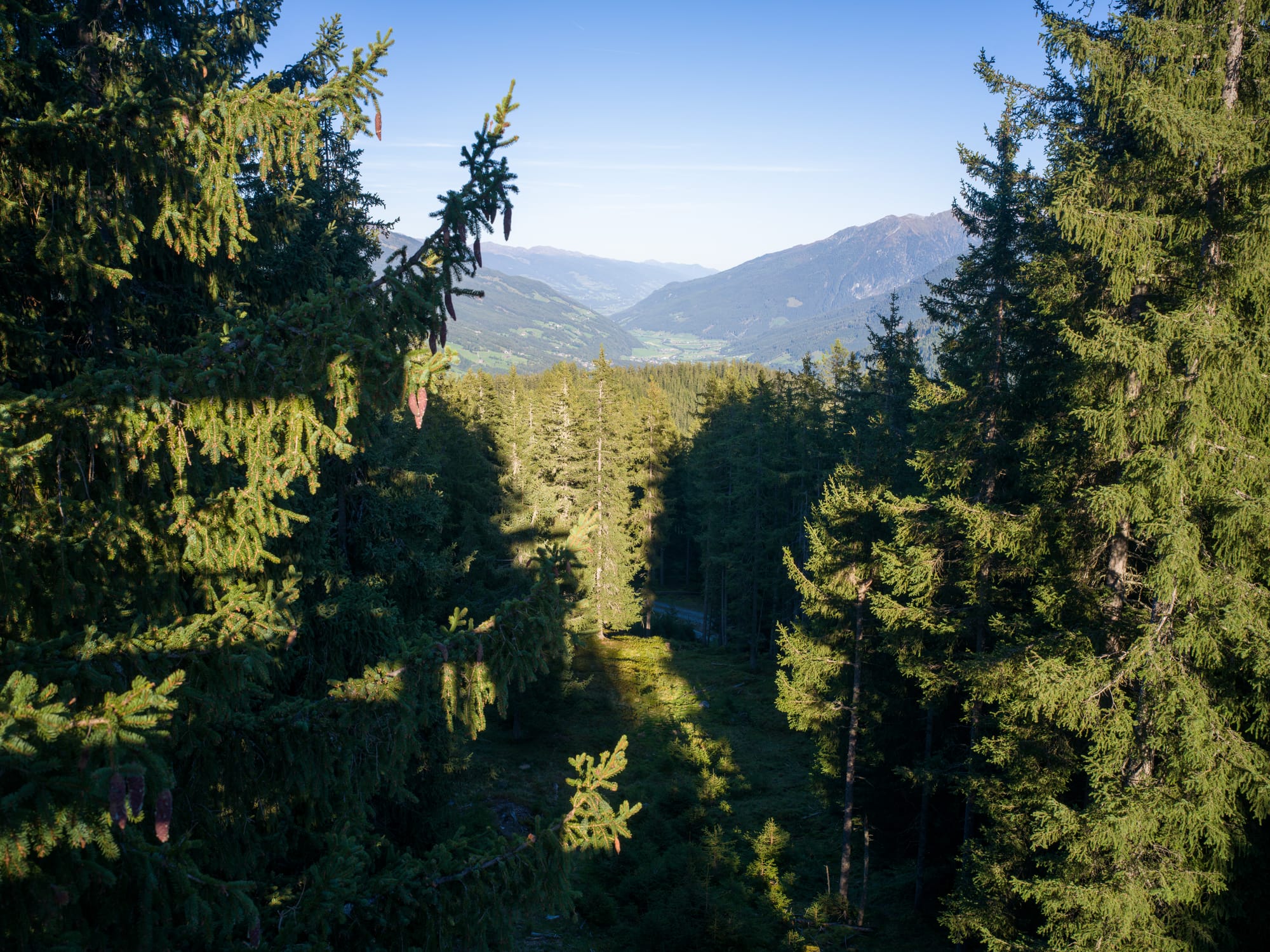 View from the top of the observation tower