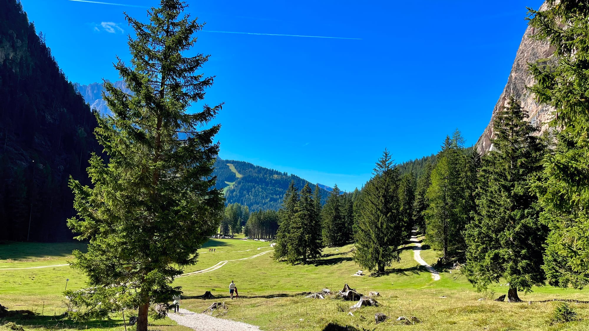 Alpine meadow on our hike