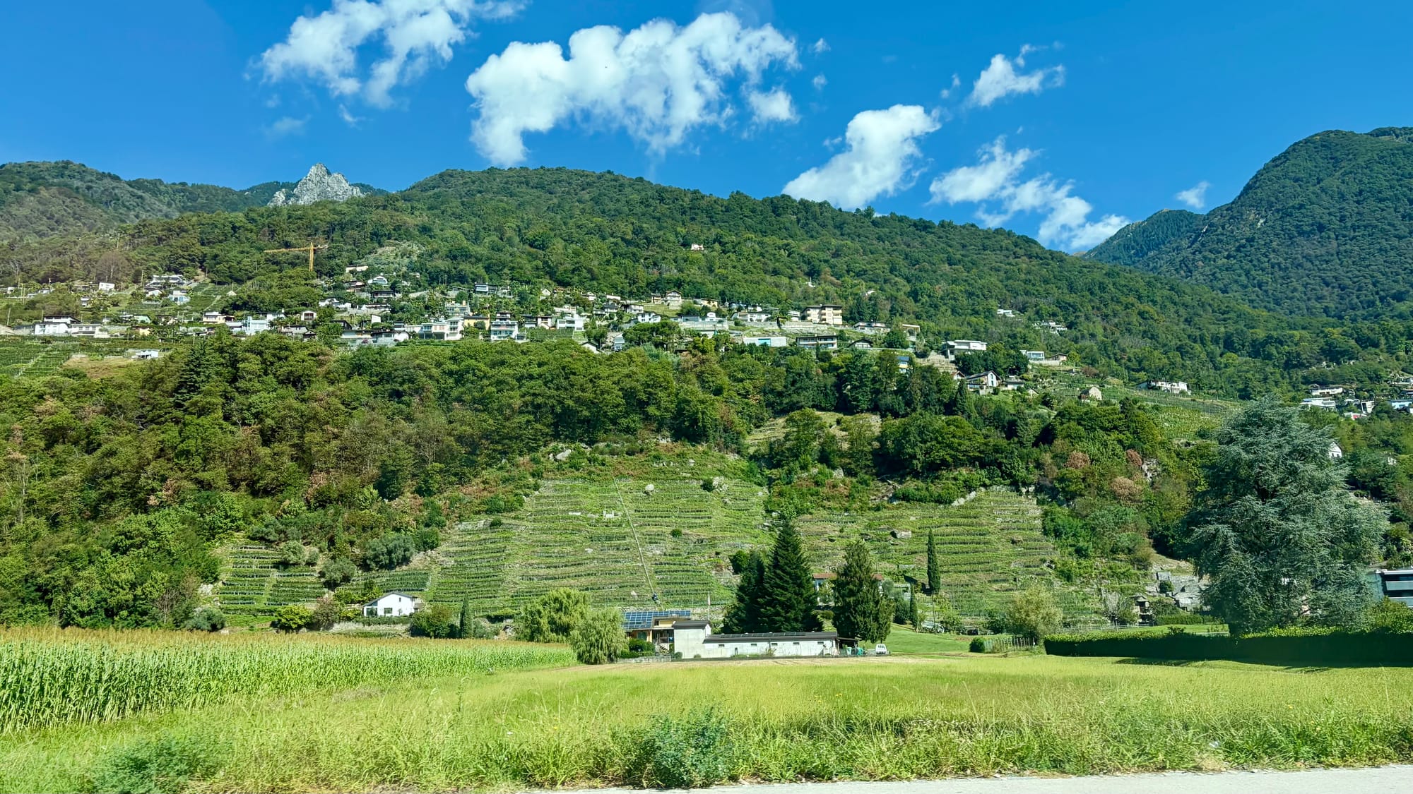 Passing through some Swiss vineyards
