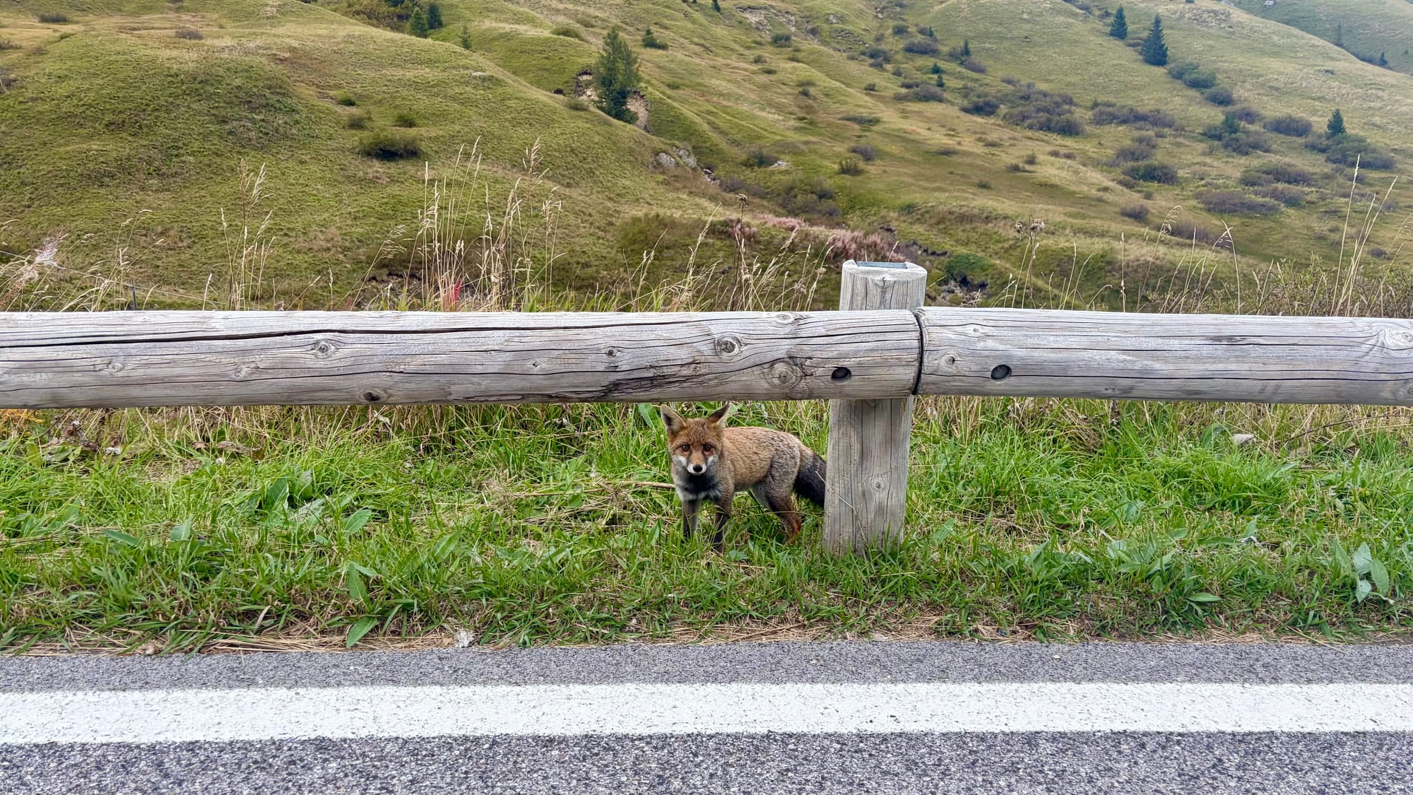 Fox on the alps