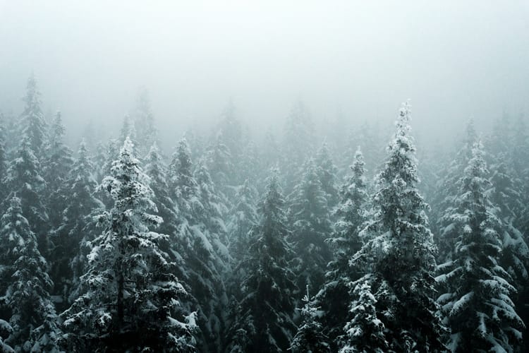 Targa to the Black Forest, Germany / Christmas 2025