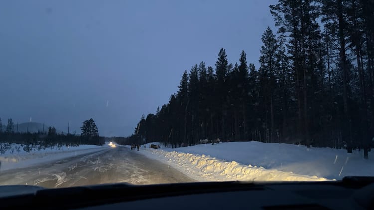Reindeer on the road